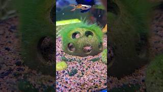 🌳Green algae in aquarium aquarium algae guppyfish [upl. by Aken759]