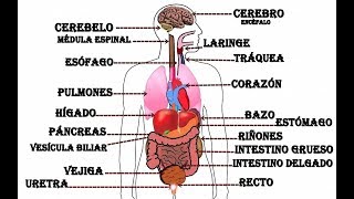 Órganos del cuerpo humano [upl. by Andrel465]