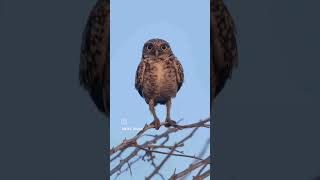 burrowing owls burrowingowl owl owls Aruba [upl. by Loralyn]