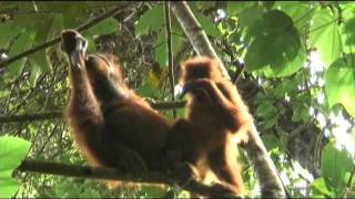 Orangutans eating slow loris [upl. by Hild678]