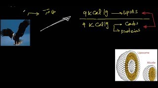 الدهون  Lipids [upl. by Aneehsal]