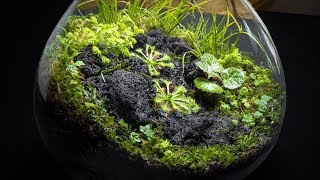 The Carnivorous Sundew Terrarium [upl. by Wiseman]