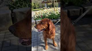 He stops by the library goldenretriever dog doglife doglover dogvideo shortvideo shorts [upl. by Augy]