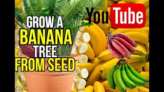 how to grow a banana tree from seed [upl. by Ereveneug]