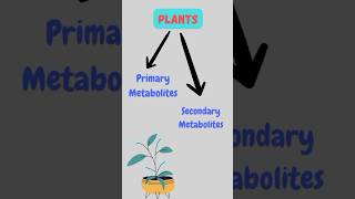 Primary and Secondary Metabolites shorts ytshorts plantphysiology science pritiduhan3020 [upl. by Suhpoelc]