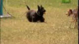 Breed All About It  Scottish Terrier [upl. by Clement]