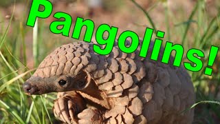 All About Pangolins [upl. by Nospmoht]