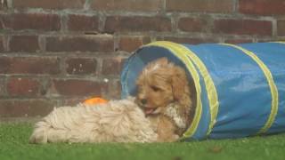 Maltipoo puppies geboren op 17juli 2016 [upl. by Waverly708]