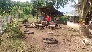 Villa Dandan Organic Farm  Free range pigs [upl. by Asiaj]