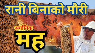 एक घार मौरी बाट नै धेरै मह उत्पादन गर्ने तरिका  Mauri ko Maha Dherai banaune  Apis Mellifera Bee [upl. by Yerag233]