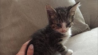 Sick Kitten Survives Thanks to Jodies Care [upl. by Dowlen]