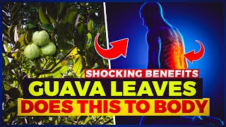 Incredible Benefits of Guava Leaves 7 Reasons to Drink Guava Leaf Tea [upl. by Aikmat467]