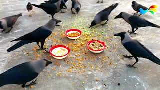 Beautiful Crow Video Feeding Together  Crow Unity For Food  Crow Sounds Part 100 [upl. by Chester]