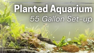 55 Gallon Planted Aquarium SetUp [upl. by Leunamesoj]