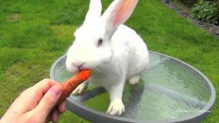 New Zealand White Bunny Rabbit Eating Carrot [upl. by Jarad]