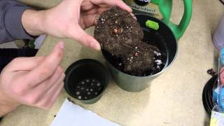 Planting Amorphophallus Konjac bulbs [upl. by Anayet380]