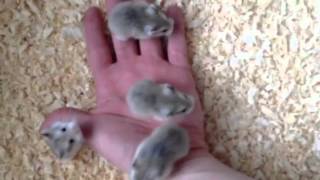 3 week old Roborovski Hamsters [upl. by Acisey]