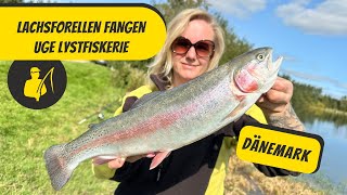 Lachsforellen fangen  Uge Lystfiskerie [upl. by Nylecoj]