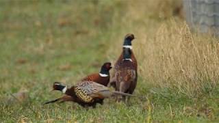 Une famille de faisans au bord dune autoroute [upl. by Pascia]