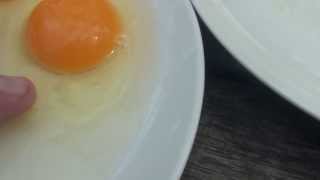 Difference between a fertilised and unfertilised chicken egg [upl. by Retha]