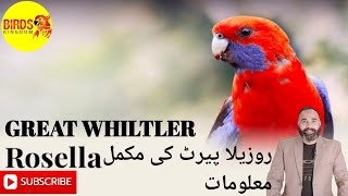 quotDiscovering the Enchanting World of Rosella Parrots quot Discover parrot روزیلا پیرٹ کی مکمل معلومات [upl. by Llyrrad]