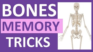 How to Learn the Human Bones  Tips to Memorize the Skeletal Bones Anatomy amp Physiology [upl. by Ecarret]