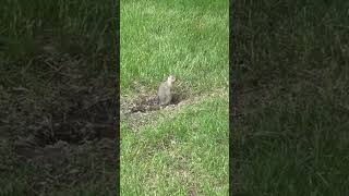 Richardsons ground squirrel [upl. by Ollie179]