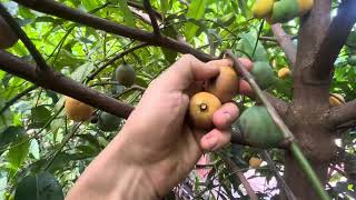 Achachairu Achacha fruiting in South Florida Garcinia not Humilis [upl. by Anet]