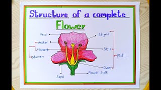 HOW TO DRAW LONGITUDINAL SECTION OF FLOWER STEP BY STEPEASY PARTS OF FLOWER DIAGRAMPARTS OF FLOWER [upl. by Stoecker]