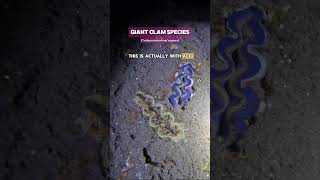 Clams use Acid to dissolve coralrock to create homes  shorts ocean nature clam aquarium [upl. by Julie]