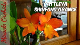 Cattleya Shinfong Orange  Roger this one is for you [upl. by Spearing]