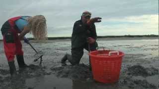 Digging Littlenecks on Duxbury Bay [upl. by Nawed]