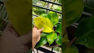 Philodendron Moonlight shorts shortsviral short houseplants garden pothos moneyplant [upl. by Septima]