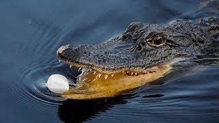 ALLIGATOR EATS MARSHMALLOWS IN NOLA [upl. by Azar995]