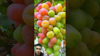 Grape Harvesting Expert fruit sonasmr [upl. by Yc]