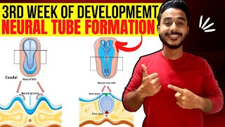 neurulation embryology  neural tube formation embryology  third week of development embryology [upl. by Ariaek]