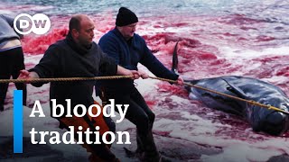 Whale hunting in the Faroe Islands  DW Documentary [upl. by Gustin]