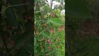 Amelanchier lamarckii sweet fruit 1healingnature fruit [upl. by Ahsekim]