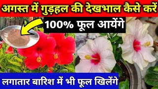 Hibiscus plant care tipsBest fertilizer homemade for hibiscuAugust month care of hibiscusगुडहल [upl. by Shamrao]