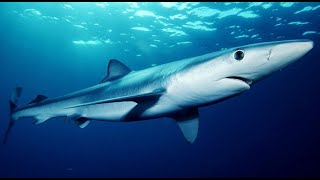 Blue Sharks Itinerario Romantico [upl. by Yoral]