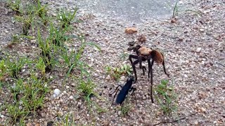 Tarantula Hawk vs Tarantula [upl. by Enylcaj]