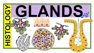 Chp4 Histology Inder Bir Singh  Histology of Glands  Classification of Glands  Types of Glands [upl. by Zaccaria]