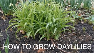 How to Grow Daylilies [upl. by Linnie]