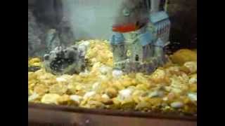 Firemouth Convict Cichlid Hybrid Babies [upl. by Finbar]