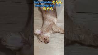 Always Lazy dog napping nappingdog lazydog dog trendingdogvideo viraldog fyp cutedog fypシ゚ [upl. by Wilow]