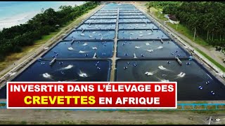 Investir dans lélevage de crevette en Afrique [upl. by Gard]