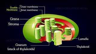 Structure of Chloroplast [upl. by Sajovich]