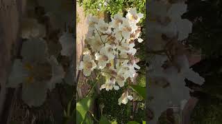 🌻⁷☆ Lamiales •² Bignoniaceae ▪︎ Northern Catalpa Catalpa speciosa  Observed in Description [upl. by Needan]