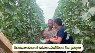 How to help the grape berry grow big HIWOSS seaweed fertilizer knows the answer [upl. by Kriste]