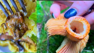 ASMR Cooking mushrooms Lactarius deterrimus [upl. by Alfi]